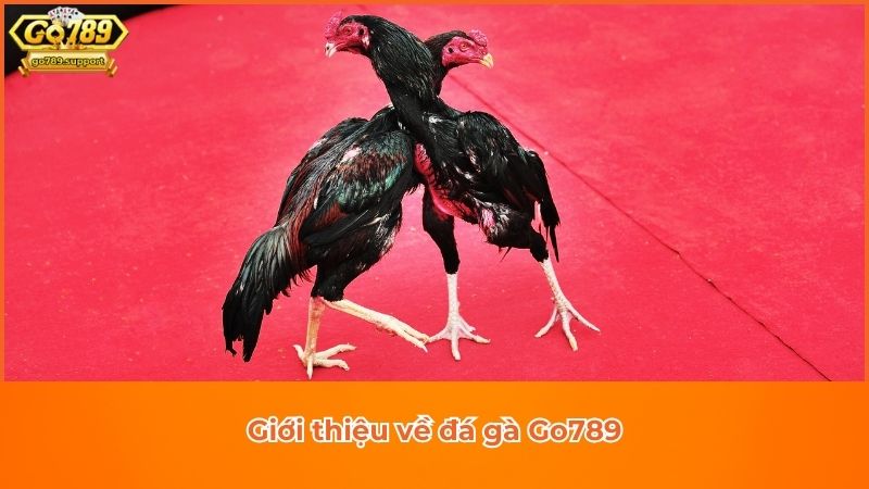 Giới thiệu về sảnh cá cược đá gà Go789 Giới thiệu về sảnh cá cược đá gà Go789