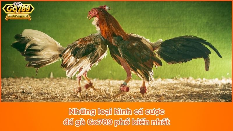 Những loại hình cá cược đá gà Go789 phổ biến nhất Những loại hình cá cược đá gà Go789 phổ biến nhất
